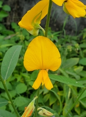 Crotalaria juncea