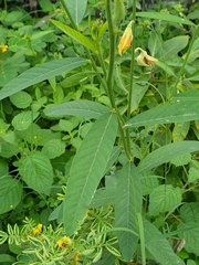 Crotalaria juncea