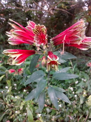 Alstroemeria psittacina