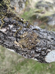 Melanelixia subaurifera