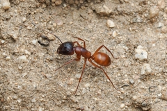 Camponotus sansabeanus