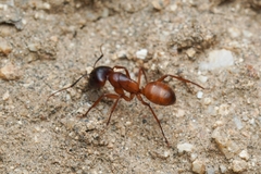 Camponotus sansabeanus