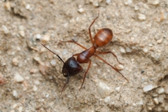 Camponotus sansabeanus