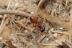 Camponotus sansabeanus