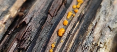 Dacrymyces