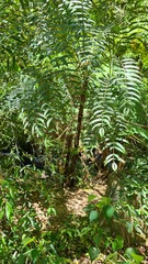 Acacia elata