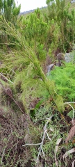 Restio quadratus