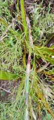 Restio quadratus
