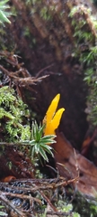 Calocera