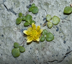 Ranunculus acaulis