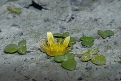Ranunculus acaulis
