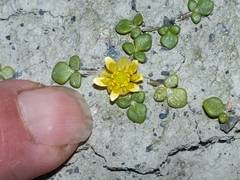 Ranunculus acaulis