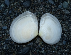 Pseudarcopagia disculus