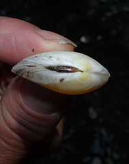 Pseudarcopagia disculus