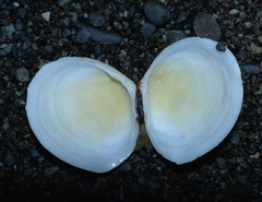 Pseudarcopagia disculus