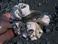 Notomegabalanus decorus