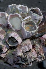 Notomegabalanus decorus