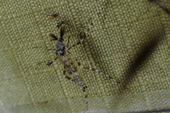 Aedes alternans