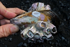 Notomegabalanus decorus