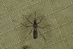 Aedes vittiger