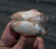 Barbatia novaezealandiae