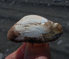 Barbatia novaezealandiae