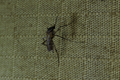 Aedes vittiger