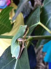Hyla chinensis