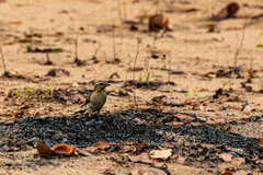 Gymnoris superciliaris