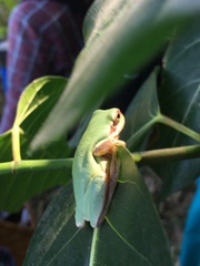 Hyla chinensis