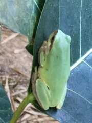 Hyla chinensis