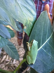Hyla chinensis