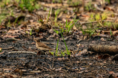 Gymnoris superciliaris