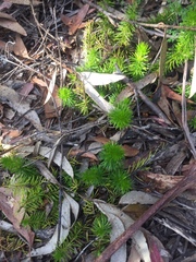 Persoonia chamaepitys