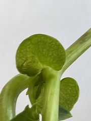 Delairea odorata