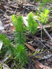 Persoonia chamaepitys