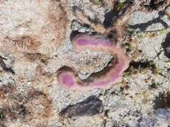 Porites