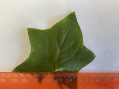 Delairea odorata