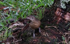 Colluricincla rufogaster