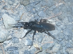 Priocnemis monachus
