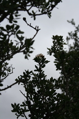 Lindleya mespiloides