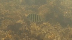 Abudefduf bengalensis