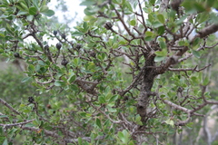 Lindleya mespiloides