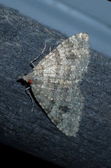 Helastia semisignata