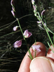 Polygala hottentotta