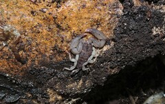 Hormuridae
