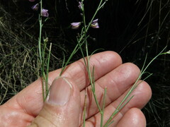 Polygala hottentotta