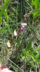 Polygala hottentotta