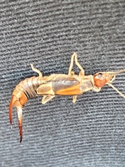 Labidura truncata