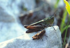 Stenobothrus lineatus